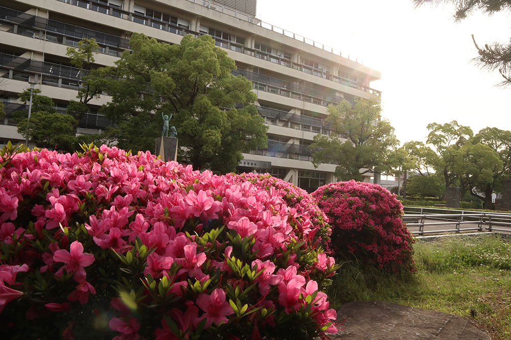 泉大津市役所の画像